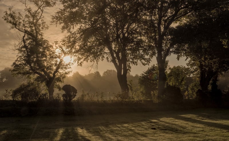 Mystical Groves