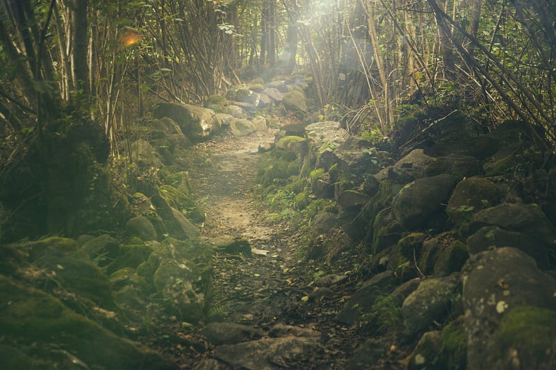 Mystical Forest